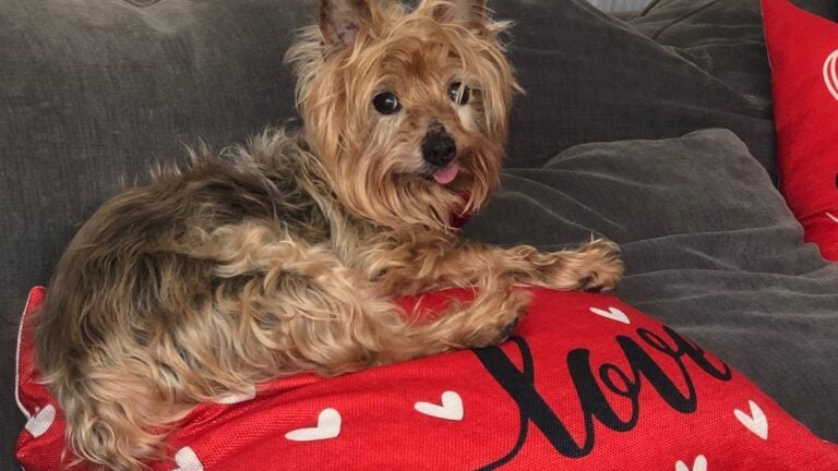 Dog on a pillow