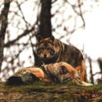 Coyotes in the wild.