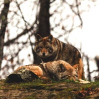 Coyotes in the wild.