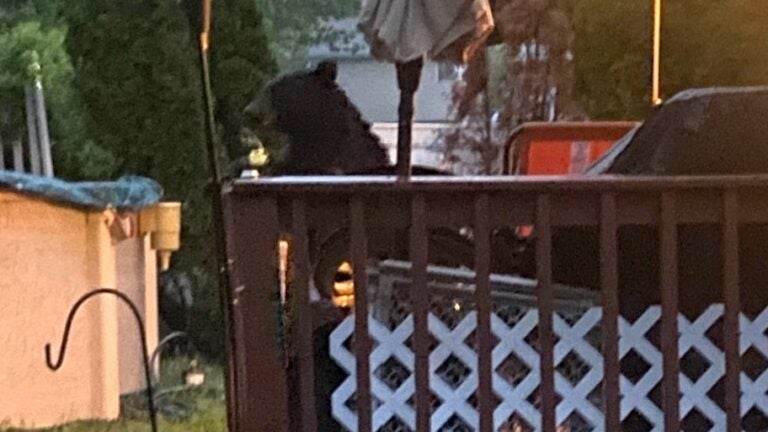A bear on a deck