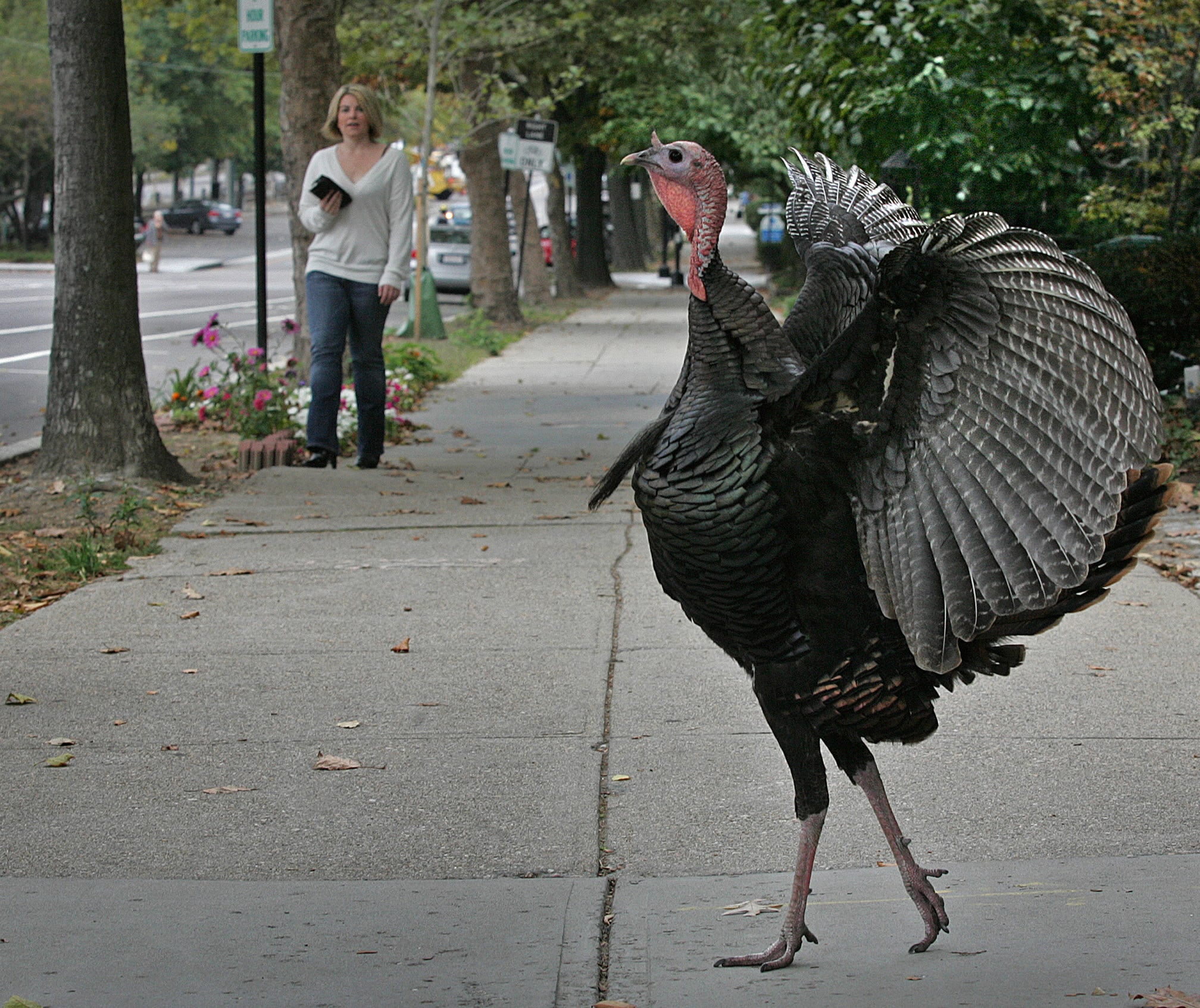 A wild turkey crosses a sidewalk on Beacon Street in Brooklyn, October 19, 2007.
