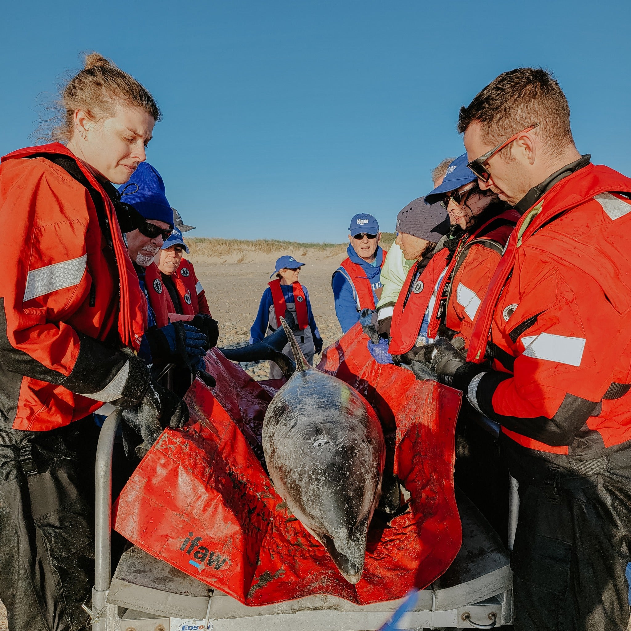 Nine Stranded Dolphins Rescued From Shallow Waters Off Cape Cod