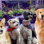 B-Side dog-friendly patios outdoor dining Boston