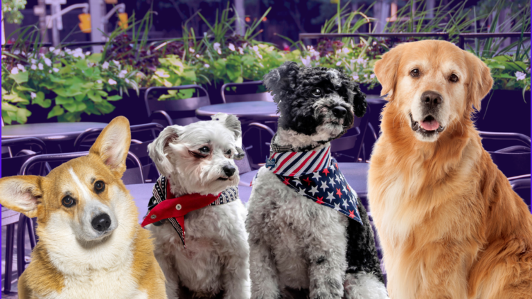 Pup-friendly patios are open for business 🐶 - Vimarsana News