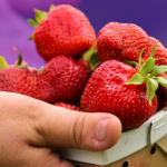 B-Side pick strawberries things to do Boston