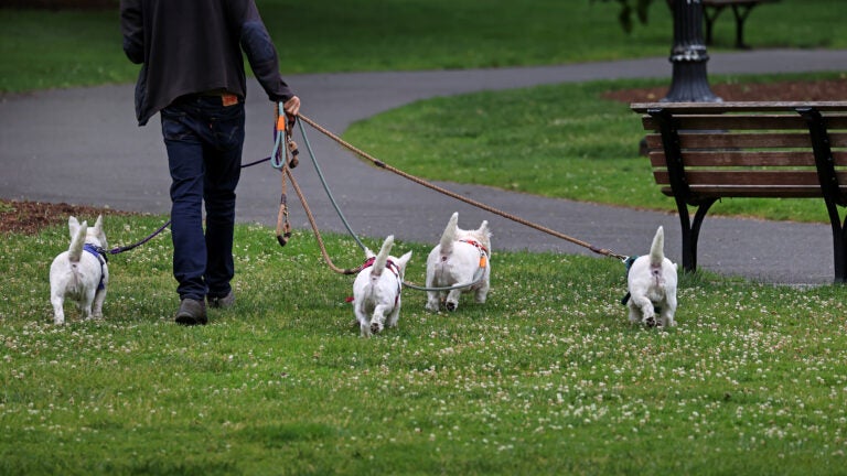 A family group of West Highland White Terriers out for daily walk in the Boston Public Garden.