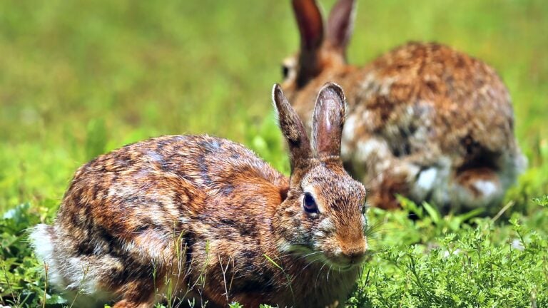 John Tlumacki/Globe Staff rabbits or bunnies