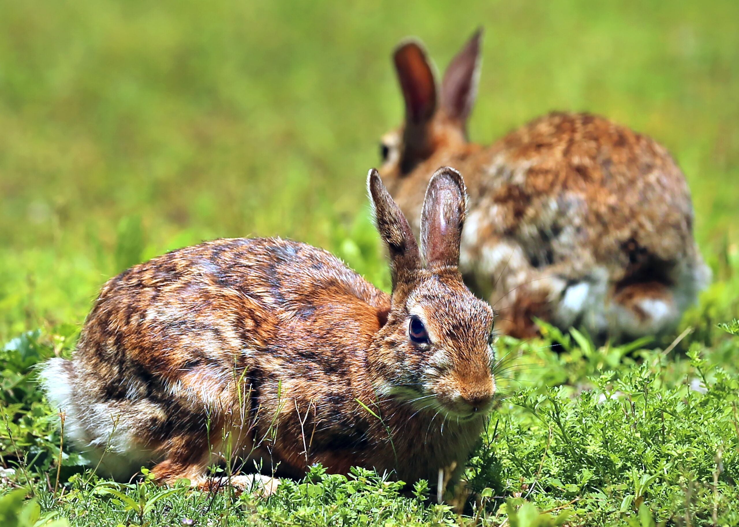 John Tlumacki/Globe Staff rabbits or bunnies