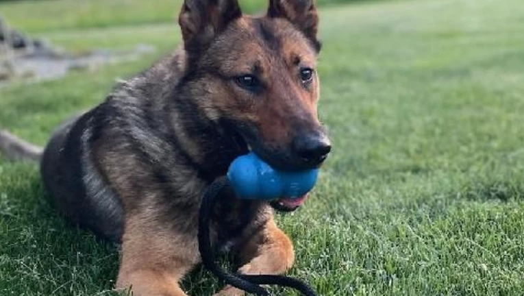 Newly-trained K-9 helps find robbery suspects in Greenfield - Vimarsana News