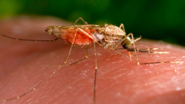 A mosquito on a person's finger.