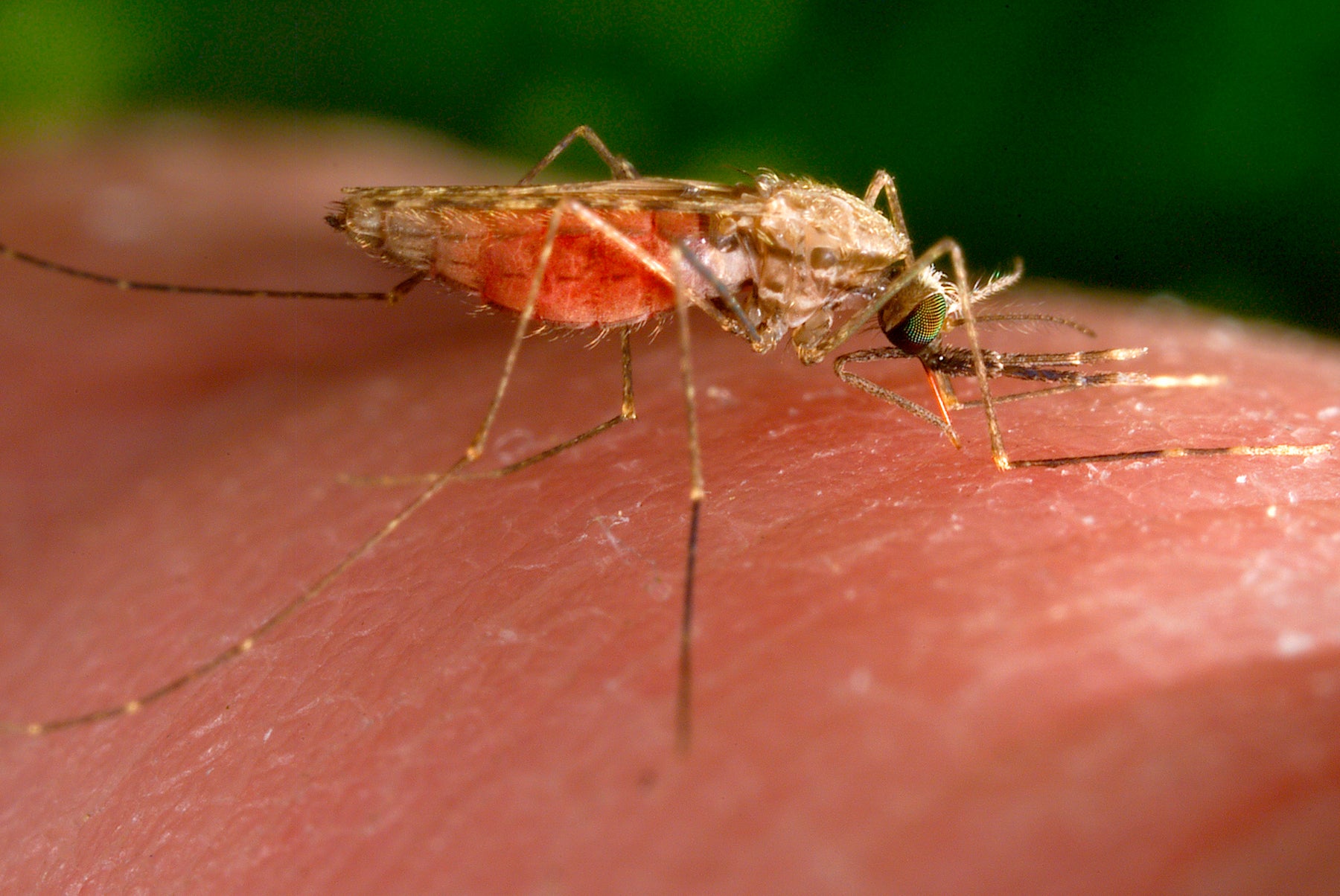 A mosquito on a person's finger.