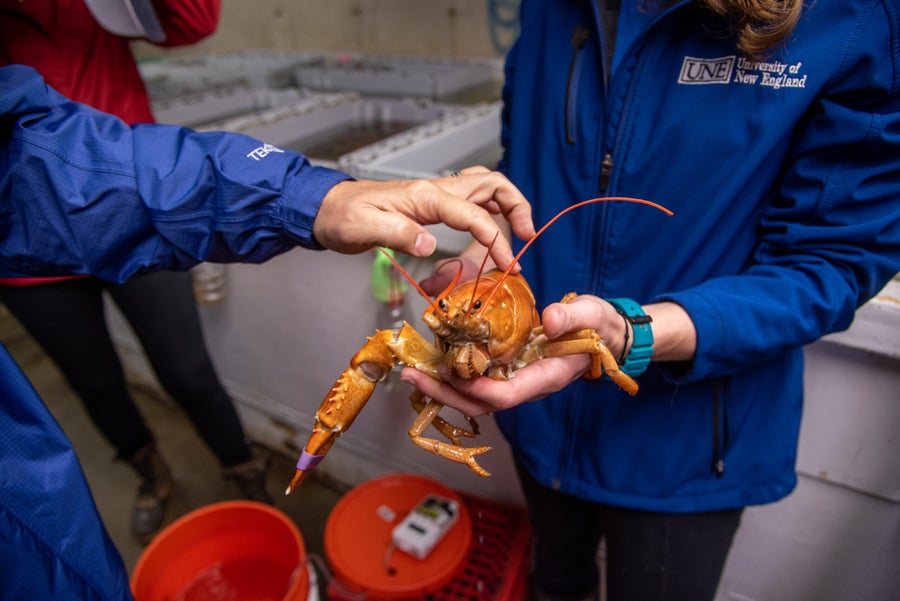 Rare onein30 million orange lobster caught off coast of Maine