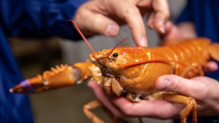 An orange lobster