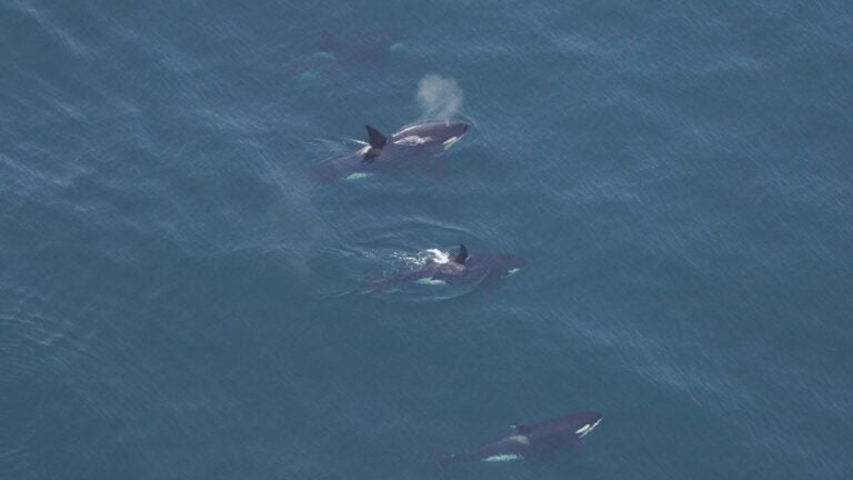 Cape Cod strands more dolphins than anywhere else. Now they're