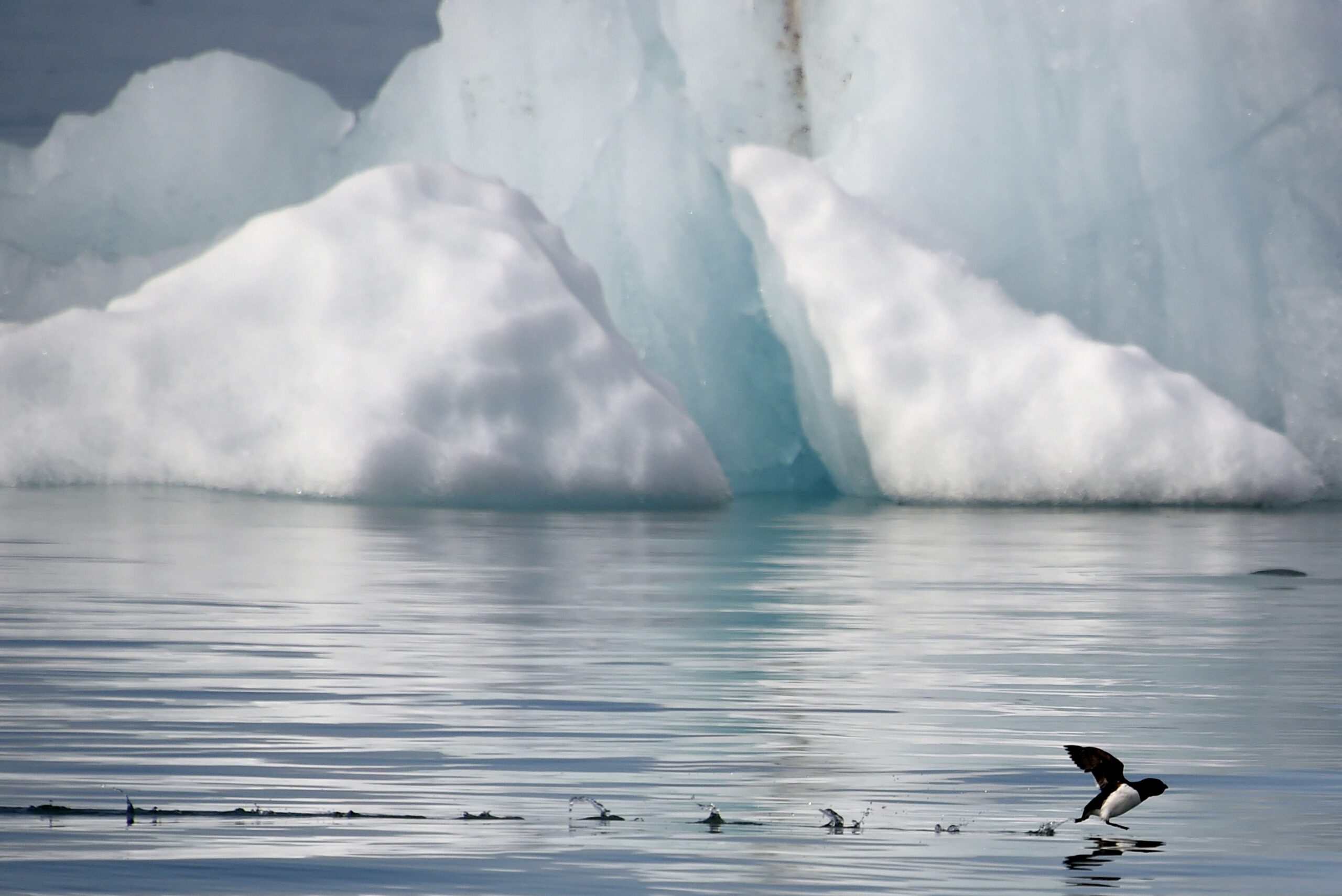 A little auk flies near the Kronebeene glacier in the Svalbard archipelago, in the Arctic Ocean.