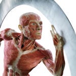 "The Body Runner," an object at the Body Worlds exhibit opening in Boston.