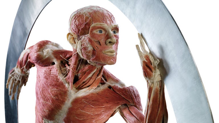 "The Body Runner," an object at the Body Worlds exhibit opening in Boston.