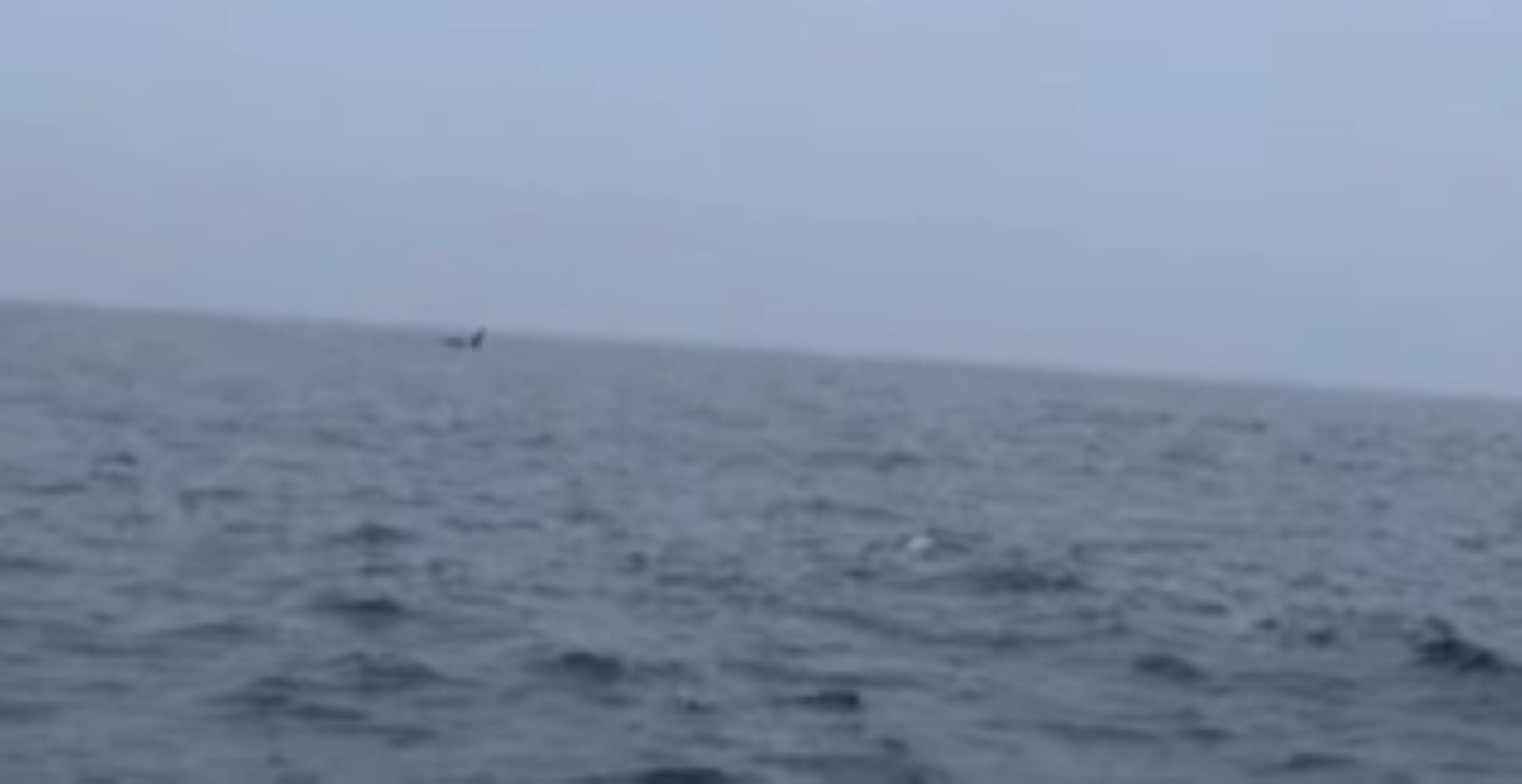 Video: 12-foot great white shark attacks and eats seal off Cape Cod