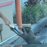 Raccoon grabs a donut.
