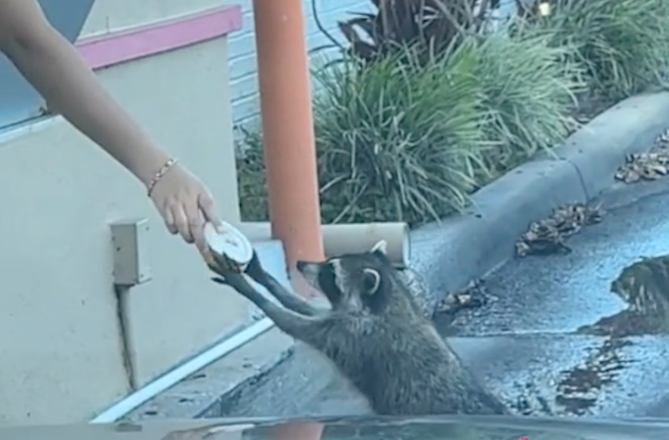 Raccoon grabs a donut.