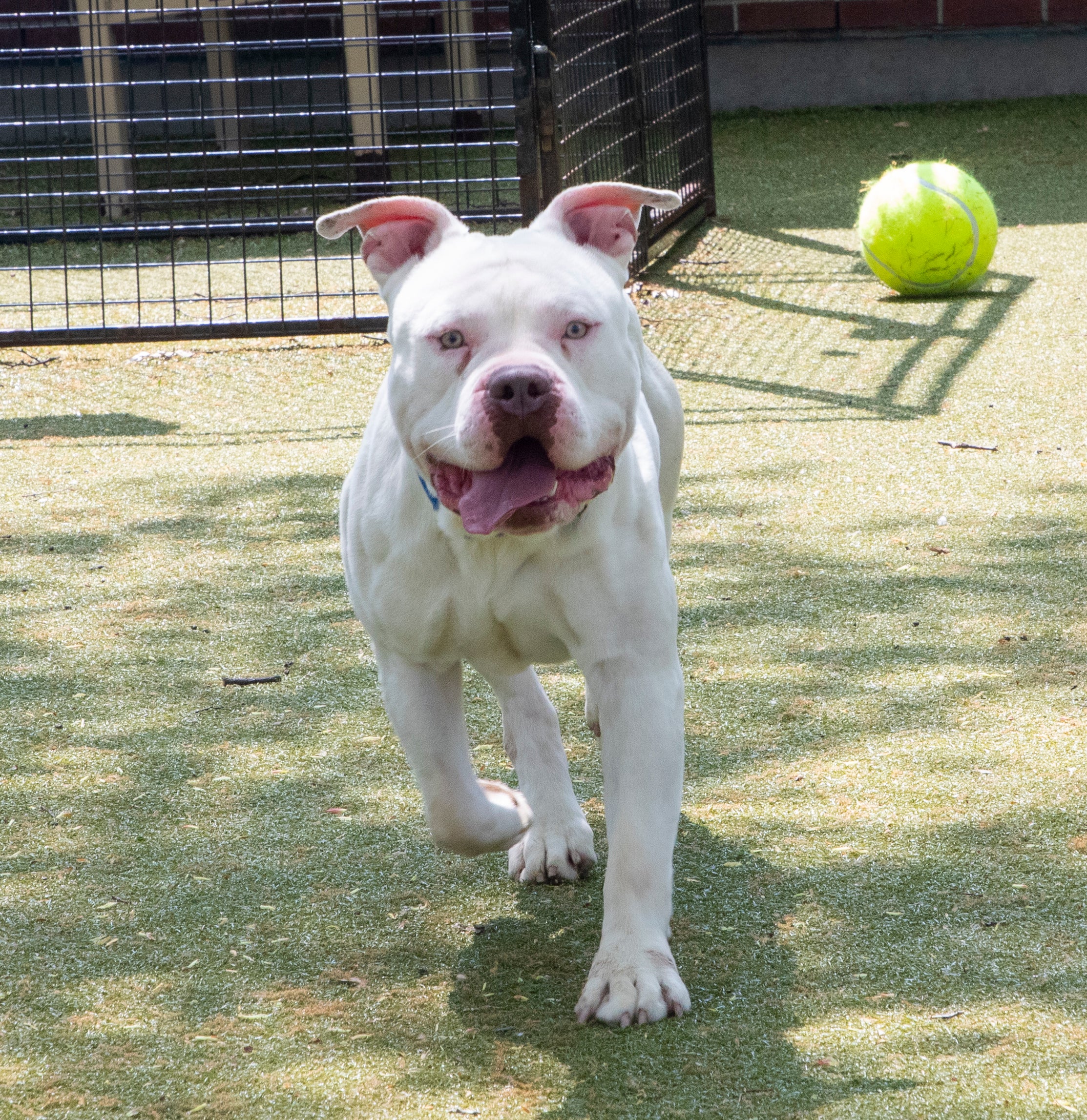 Six dogs need adoption after being rescued from 'unsanitary' home in Malden