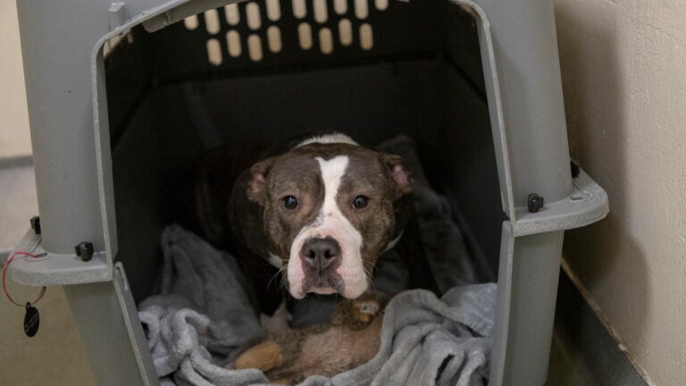 Six dogs need adoption after being rescued from 'unsanitary' home in Malden