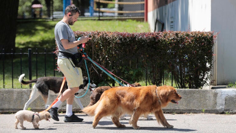 Mike Nordblom, of The Fetching Hound, walks his five charges on Medford Street in Charlestown on Wednesday.