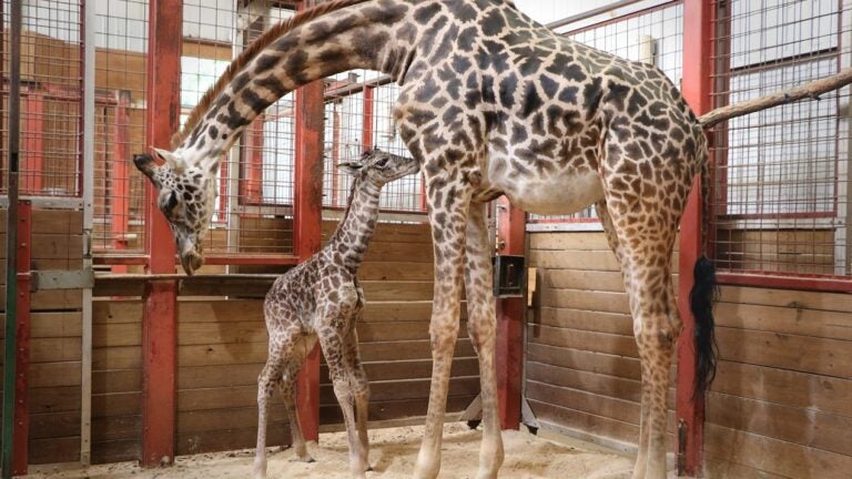 A giraffe calf drinks milk from its mother.