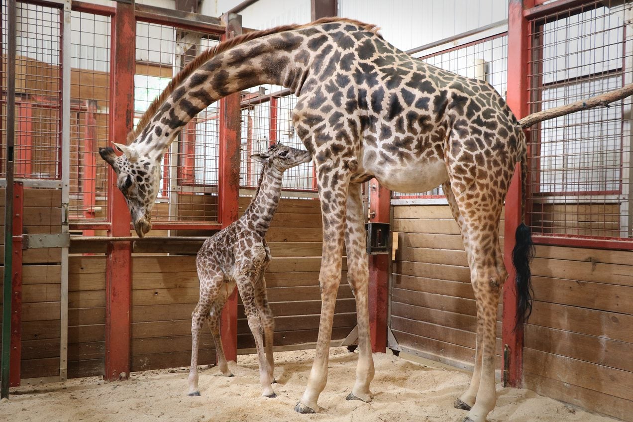 A giraffe calf drinks milk from its mother.