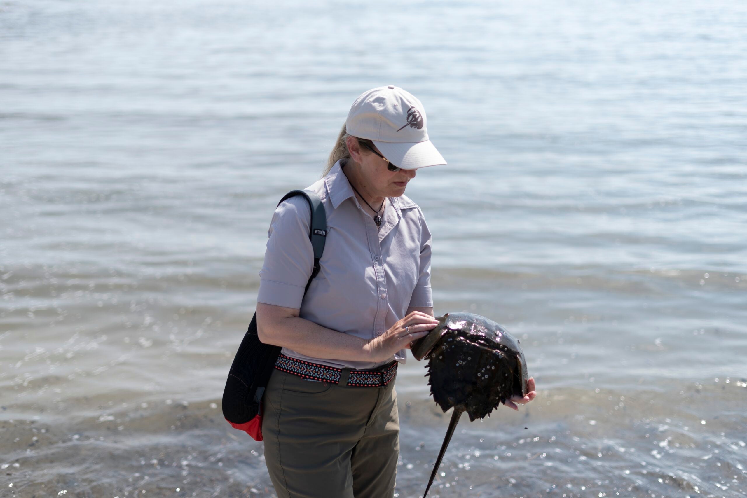 Susan Linder, a horseshoe crab egg density team leader with the Horseshoe Crab Recovery Coalition examines a crab.