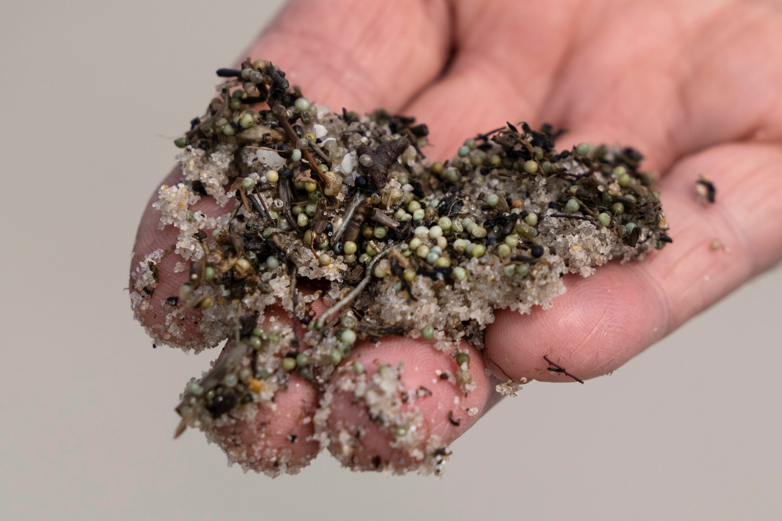 An open hand displays nonviable horseshoe crab eggs mixed in with sand and other debris.