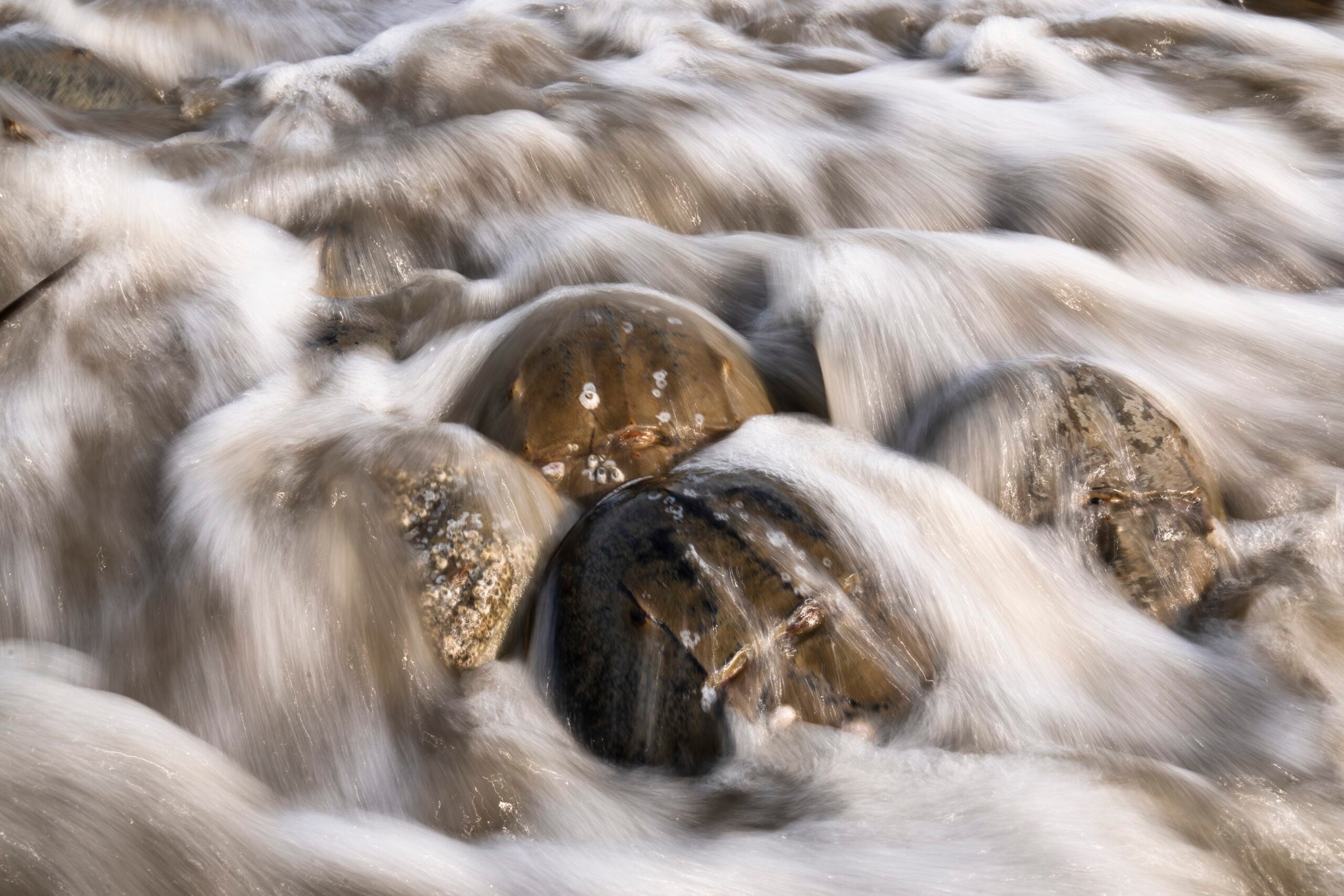 Horseshoe Crabs spawn during at Pickering Beach in Dover, Del.