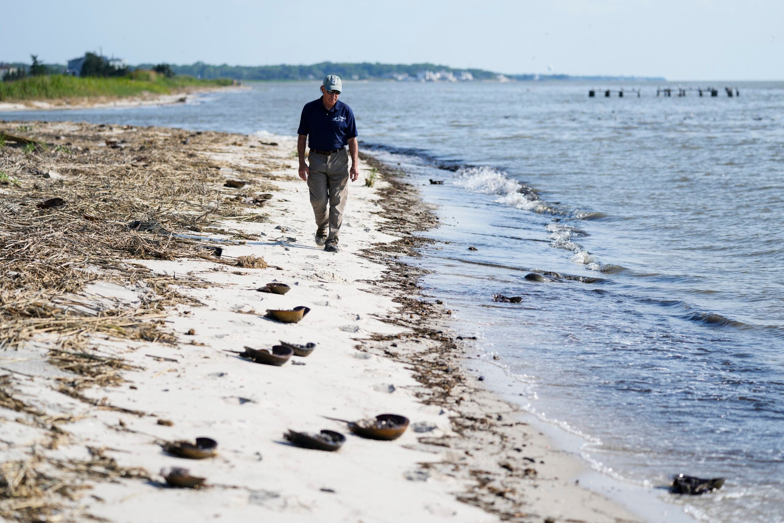 Lawrence Niles, an independent wildlife biologist with the Wildlife Restoration Partnerships, walks on Reeds Beach.