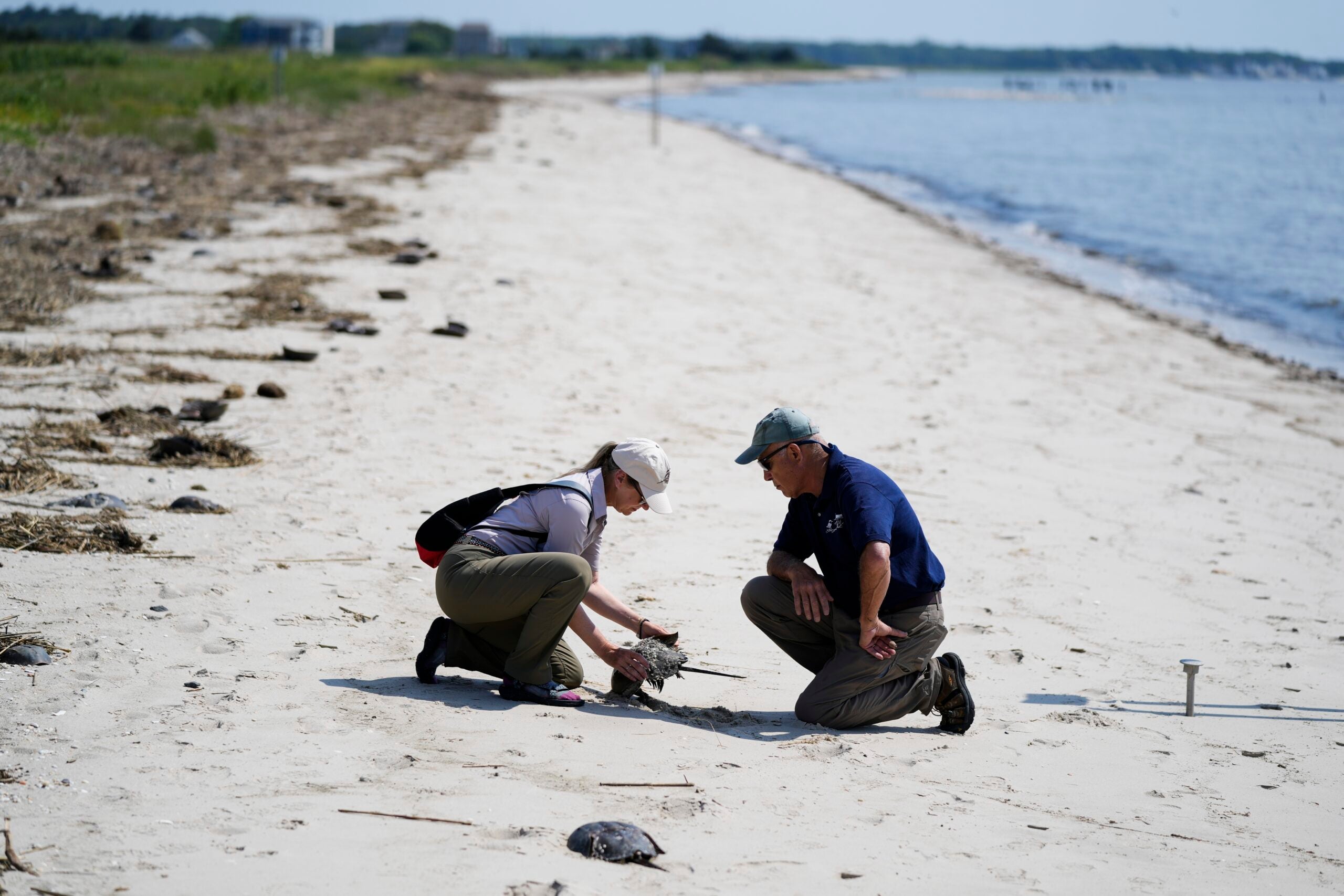 Experts examine a crab at Reeds Beach in Cape May Court House, N.J.