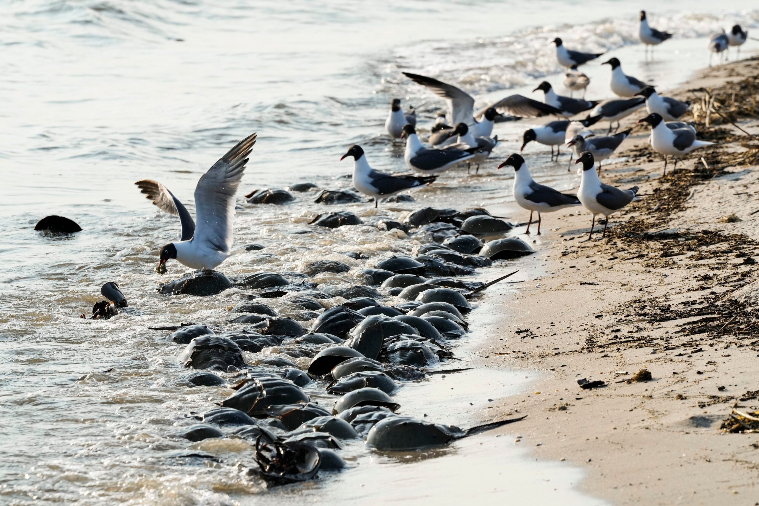 Gulls gather around horseshoe crabs spawning.