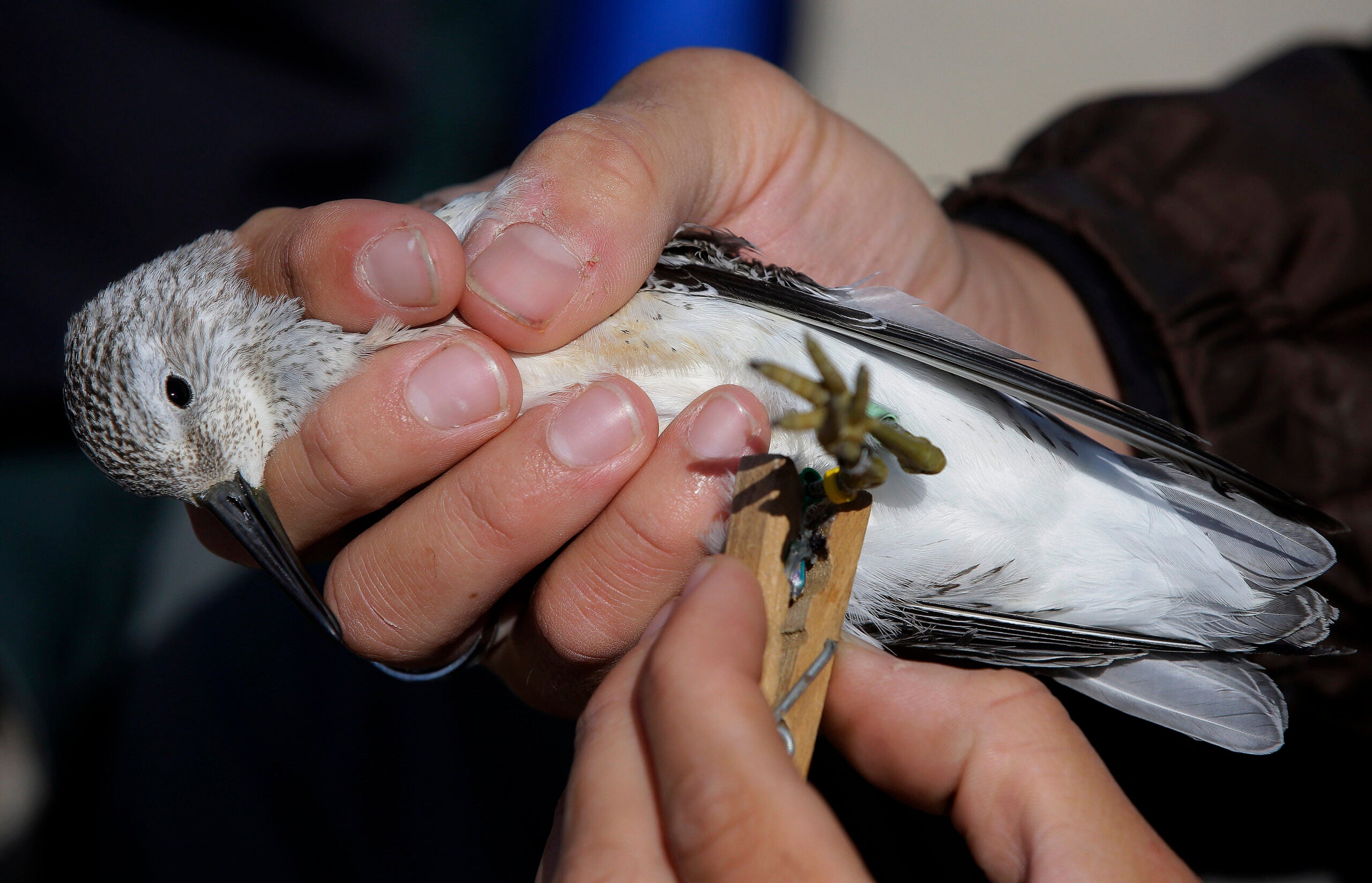 A researcher uses a clothes hanger to secure a geo locator in place on the leg of a Red Knot shore bird.