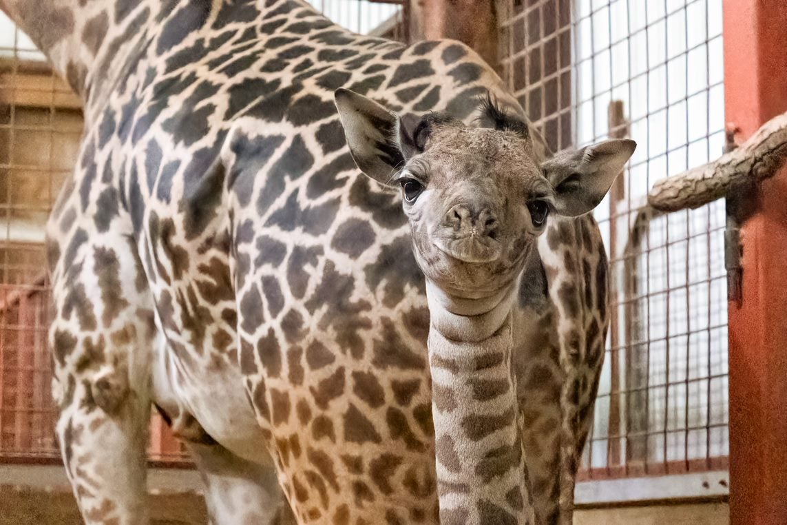 A baby giraffe.