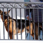 FILE - President Joe Biden's dog Commander looks out from the balcony during a pardoning ceremony for the national Thanksgiving turkeys at the White House in Washington, Nov. 21, 2022.