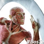 "The Body Runner," an object at the Body Worlds exhibit opening in Boston.