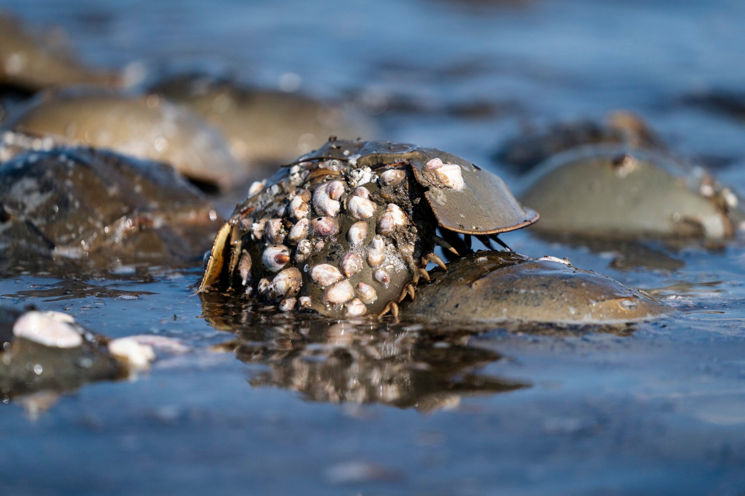 Horseshoe crabs spawn at Reeds Beach in Cape May Court House, N.J.