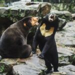 Two sun bears interact in their enclosure at Hangzhou Zoo in Hangzhou.