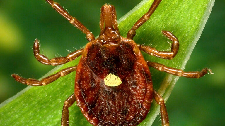 A female Lone Star tick.