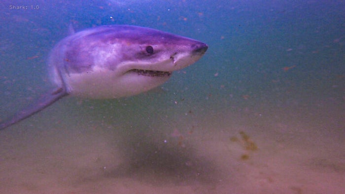 Multiple Shark Sightings Off Cape Cod In Wake Of Nantucket Beach Closure