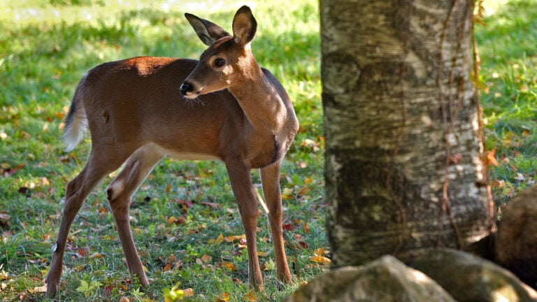 Coronavirus probably spread widely in deer and perhaps back to people, USDA says - Vimarsana News