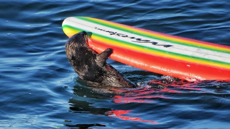 After being weaned, the sea otter named 841 was raised at the Monterey Bay Aquarium in California not to form positive associations with humans upon rerelease. But she soon shed her fear of humans.