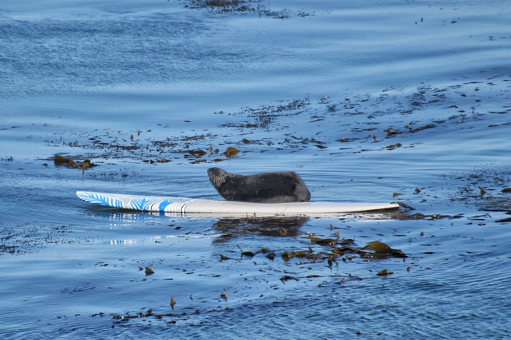 Otter 841, a 5-year-old otter raised at the Monterey Bay Aquarium in California before being released, commandeers another surfboard off Santa Cruz.