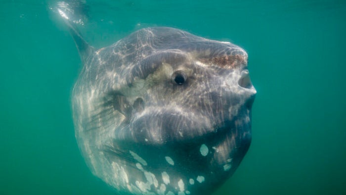 Shark or sunfish?: How to tell if that really is a great white in the water