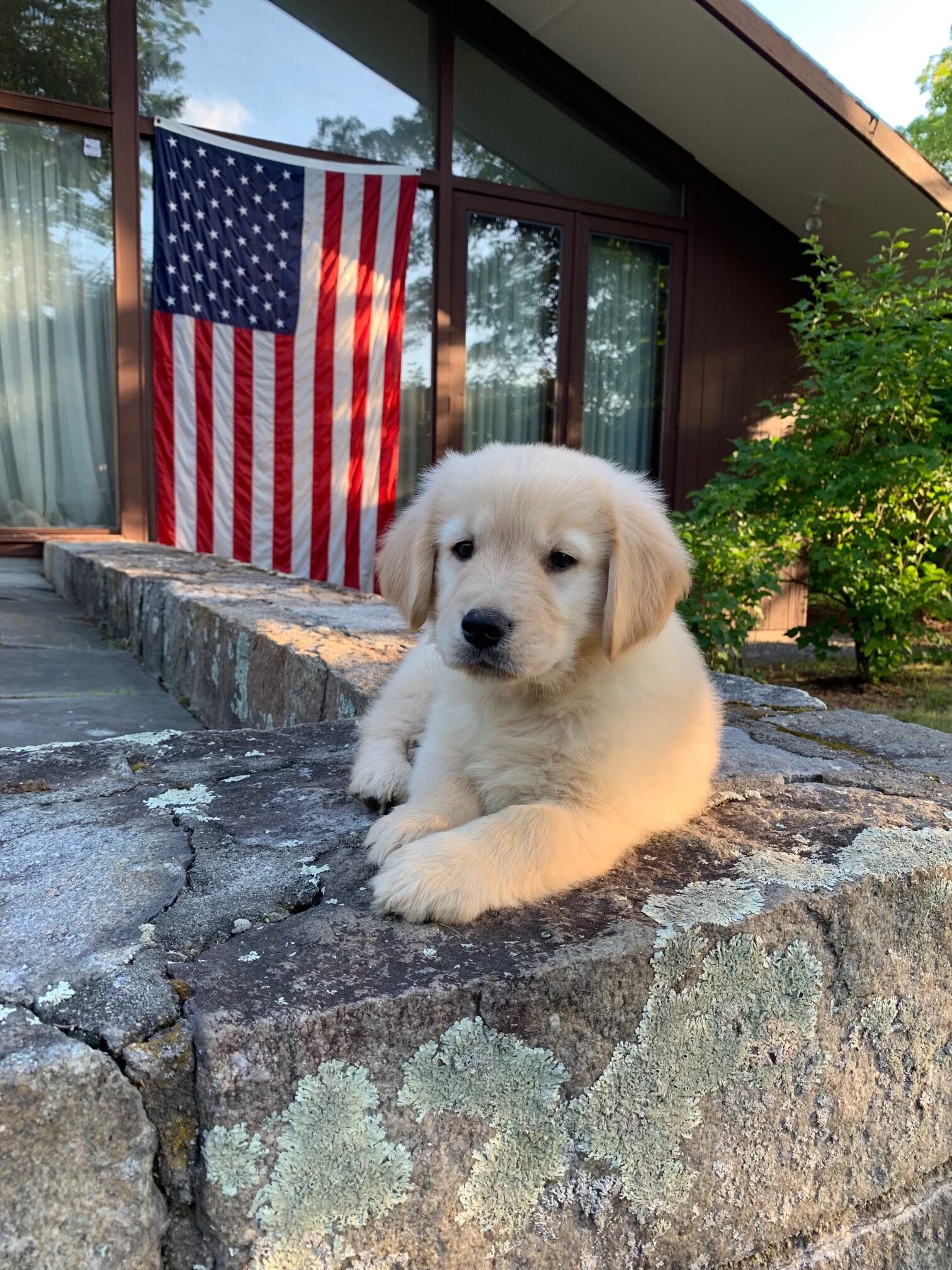 Happy National Dog Day from the Bruins and their pups!