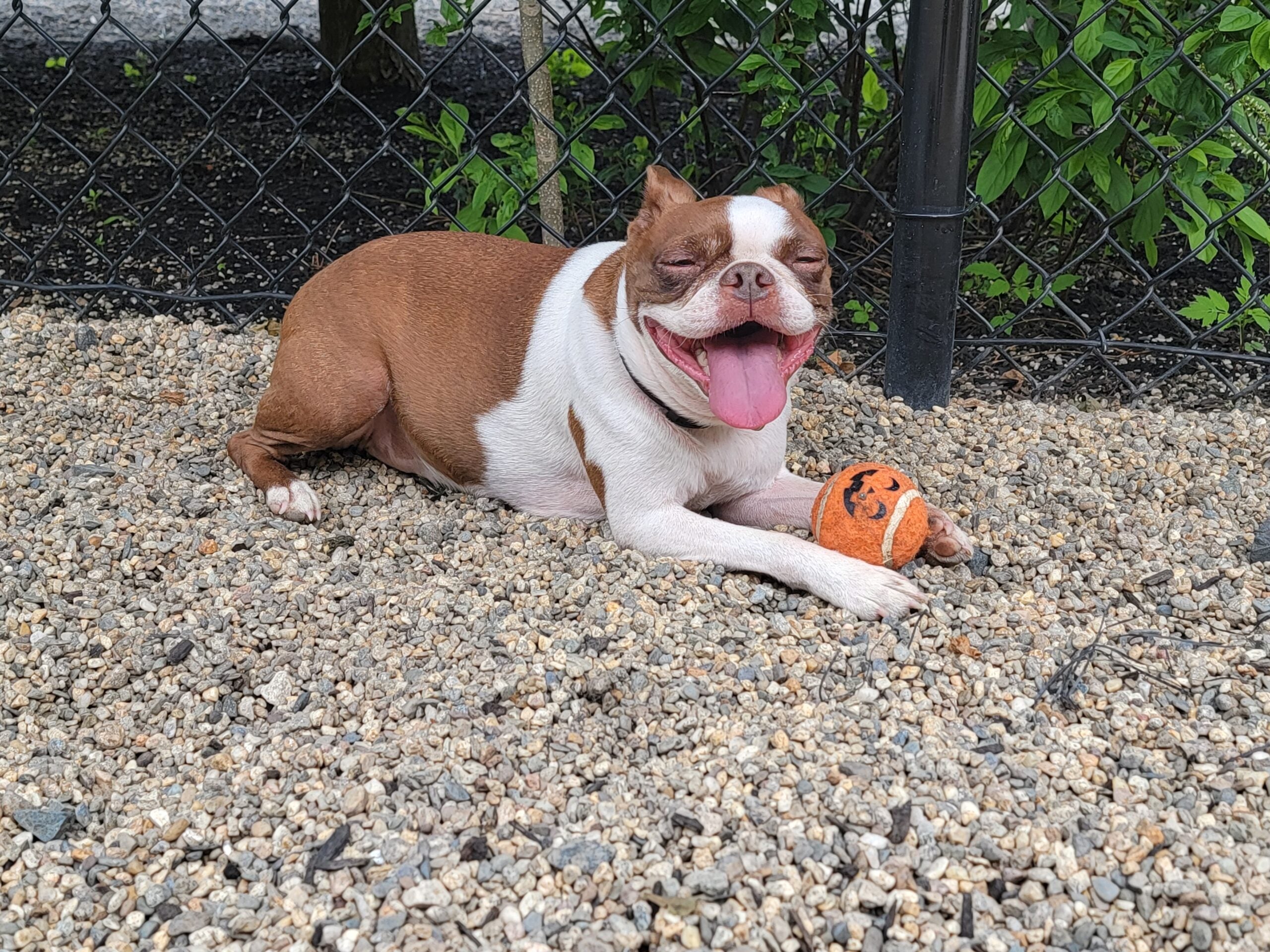 Who Dat dogs: See photos of New Orleans Saints' furry friends on National  Dog Day, Photos