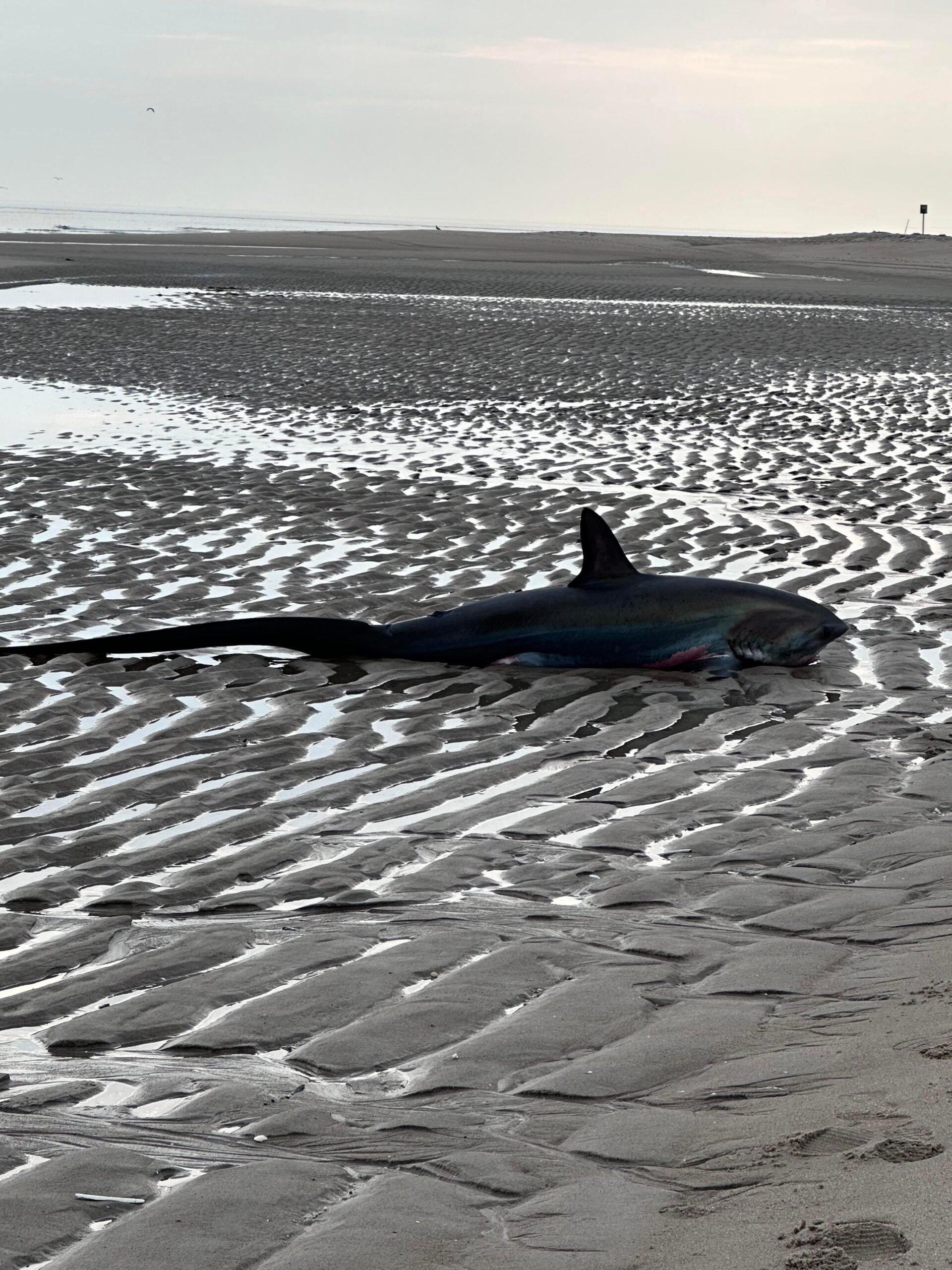 A thresher shark washed up on Crane Beach in Ipswich, Massachusetts.